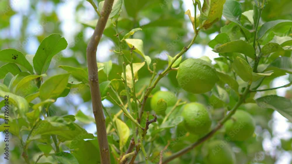 Lime ripening on a tree in 4k slow motion 60fps Lime ripening on a tree in 4k slow motion 60fps