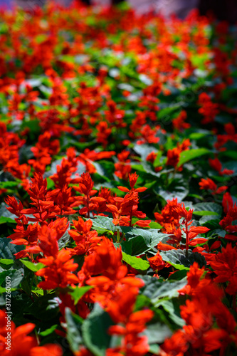 Red flowers and green leaves © Saurabh