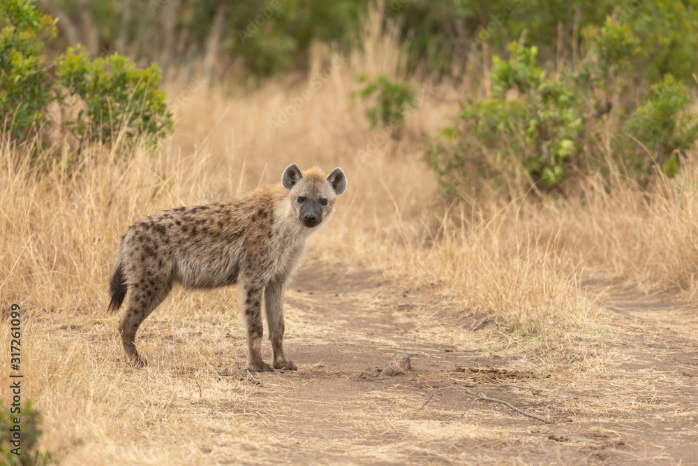 Sotted Hyena crossing the forest path in the morning light at Masai Mara, Kenya, Africa Sotted Hyena crossing the forest path in the morning light at Masai Mara, Kenya, Africa