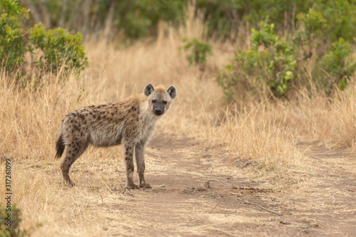 Sotted Hyena crossing the forest path in the morning light at Masai Mara, Kenya, Africa