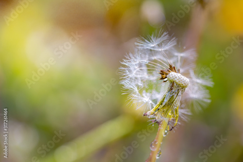 Beautiful dandelion in the rain with sunlight. Abstract dandelion flower seeds with water drops background