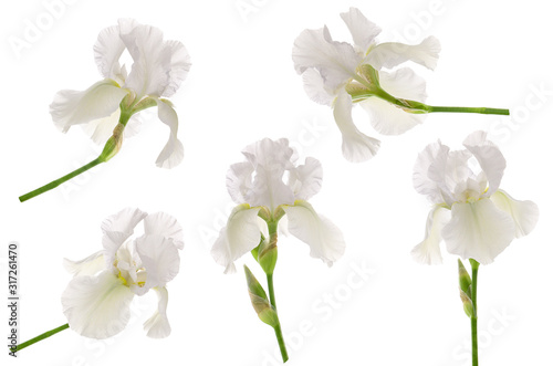 White iris flower head on stem isolated on white background. Set or collection for floral design for garden packaging