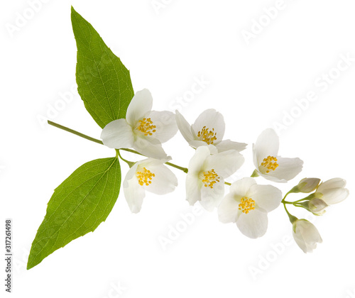 Jasmine flowers on branch with green leaves and buds isolated on white background