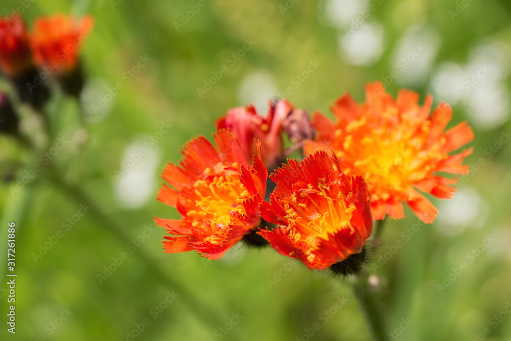 Red flowers of Pilosella aurantiaca in the Black Forest forests. Focus concept. Red flowers of Pilosella aurantiaca in the Black Forest forests. Focus concept.