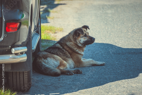 Canvas Print Large mongrel with bent ears guards an off road car lying on the pavement