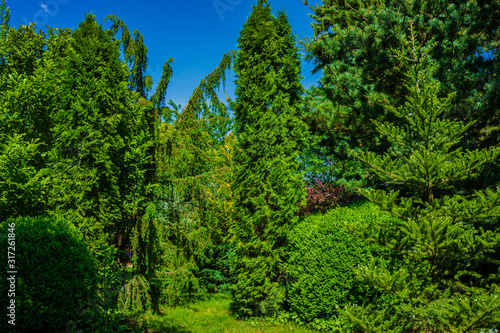 Very beautiful sunny landscaped garden with evergreens and bushes. Many boxwood trees Buxus sempervirens and pines. Pinus parviflora Glauca. Peaceful atmosphere of relaxation. Calmness and pleasure.