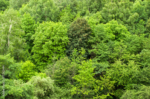 Aerial top view forest texture. Nature green tree view from above. Foliage summer background
