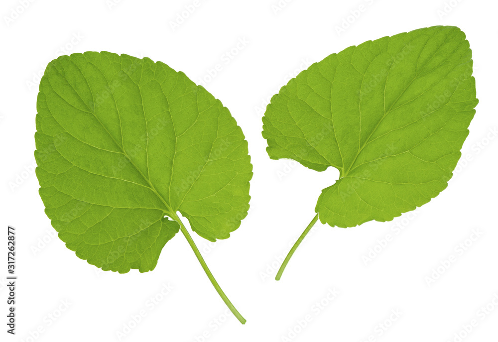 Fototapeta premium Green fresh spring plant leaf isolated on white background, different view, close-up