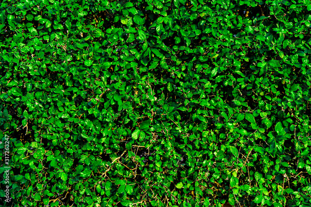 greenery wall plant for green foliage background greenery wall plant for green foliage background