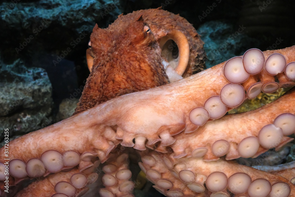 沢山の吸盤がついた足で襲いかかる怪獣のような巨大ミズダコ Stock Photo Adobe Stock