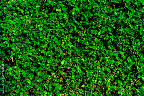 greenery wall plant for green foliage background 