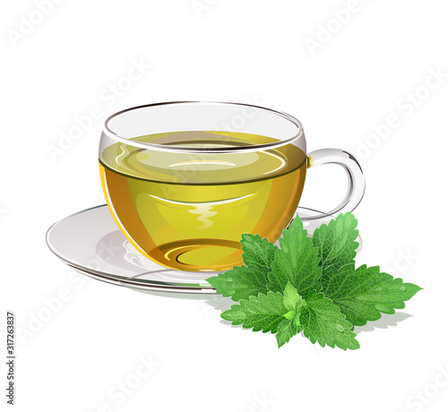 Peppermint tea in a glass cup with green leaf of peppermint. Vector illustration.