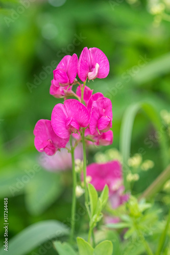 The sweet pea  Lathyrus odoratus  is a flowering plant in the family Fabaceae. Wild flowers of Lathyrus odoratus  selective focus. 