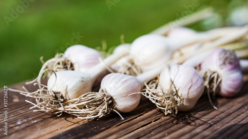 Foto Freshly harvested purple garlic bulbs drying on wood in summer