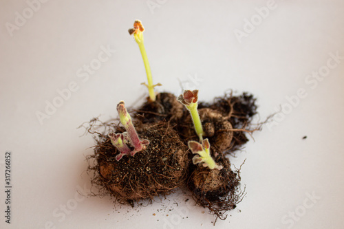 Tubers of flowers with sprouts