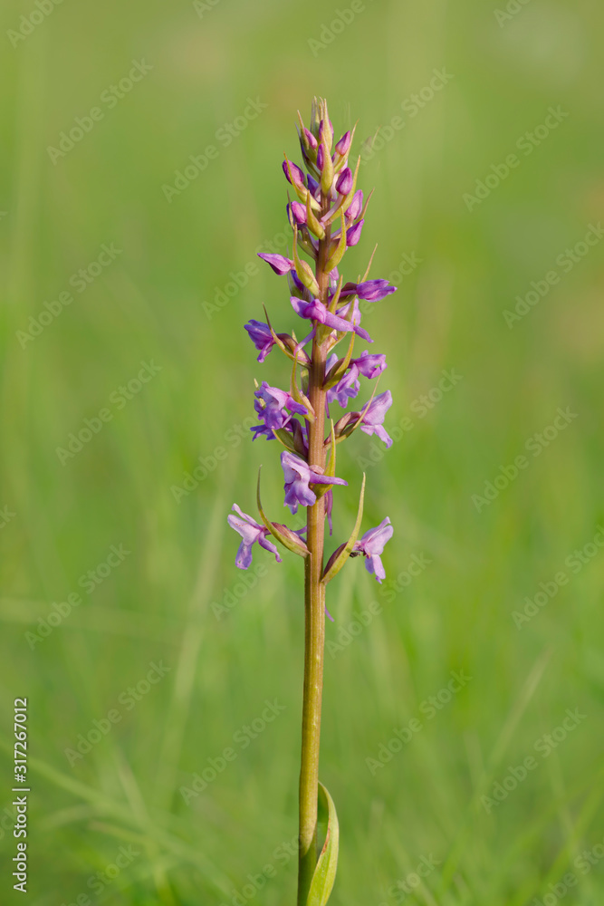 Fototapeta premium Mücken-Händelwurz (gymnadenia conopsea)
