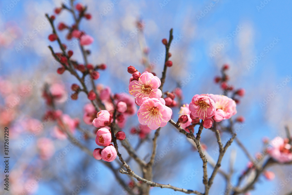 ピンク色の梅の花（世界の図）