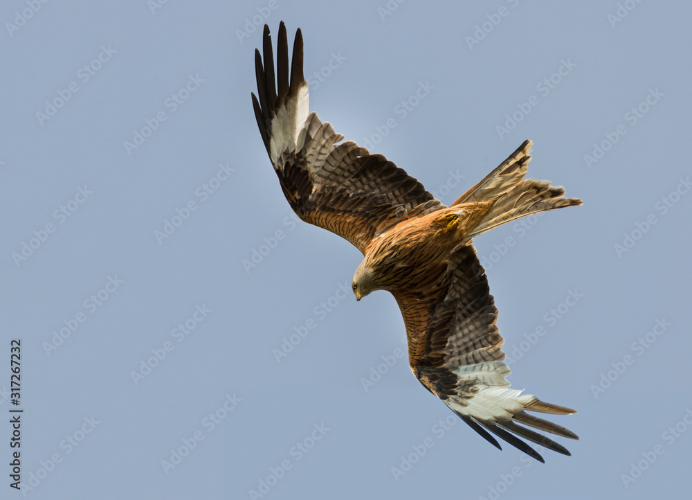 Fototapeta premium Rotmilan (milvus milvus) im flug