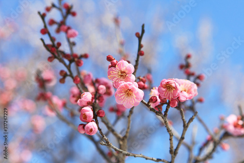 ピンク色の梅の花（世界の図）