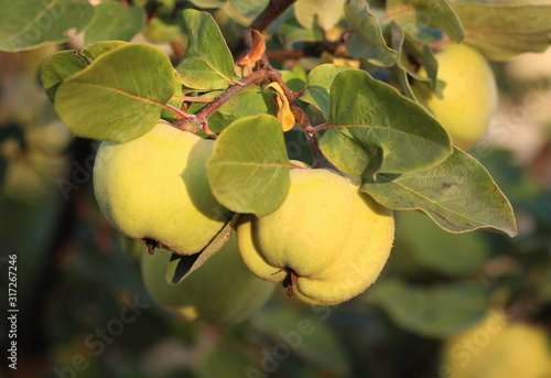 Quince tree