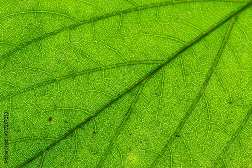 Green Leaf Macro Textured Closeup Large Detailed Abstract Background Texture Pattern Detail.