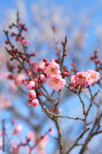 ピンク色の梅の花（世界の図）
