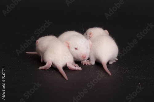 three babies rat