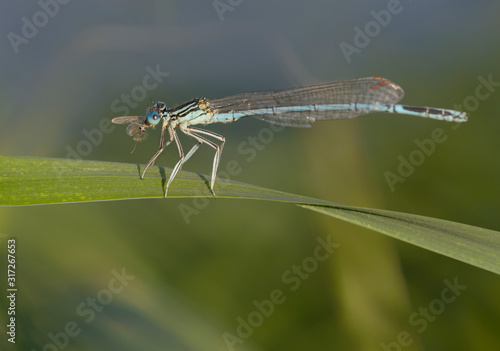  Blaue Federlibelle (platycnemis pennipes) beim fressen