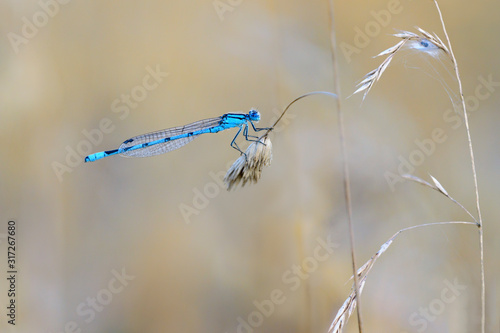 Gemeine Becherjungfer (enallagma cyathigerum)  photo