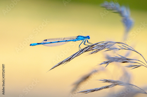 Gemeine Becherjungfer (enallagma cyathigerum)  photo