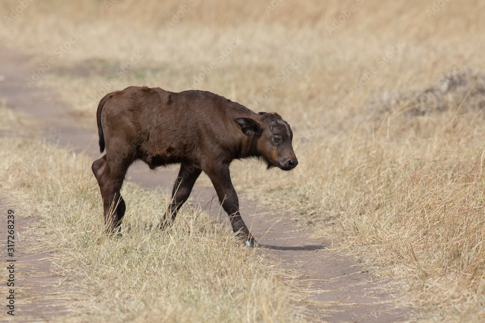 Cape Buffalo calf crossing the forest path at Masai Mara, Kenya, Africa Cape Buffalo calf crossing the forest path at Masai Mara, Kenya, Africa