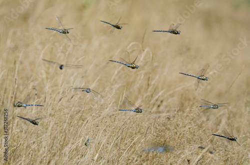 Herbst-Mosaikjungfer (aeshna mixta) photo