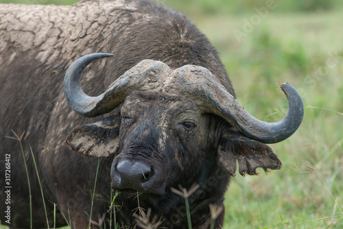 Cape buffalow headshot seen at Masai Mara, Kenya, Africa