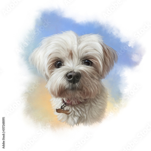 Portrait of Shih Tzu Dog. Shih-poo. Toy or Miniature Poodle on watercolor background. Cute puppy. Watercolor hand drawn pet illustration. Animal art collection: Dogs. Good for print T-shirt, pillow