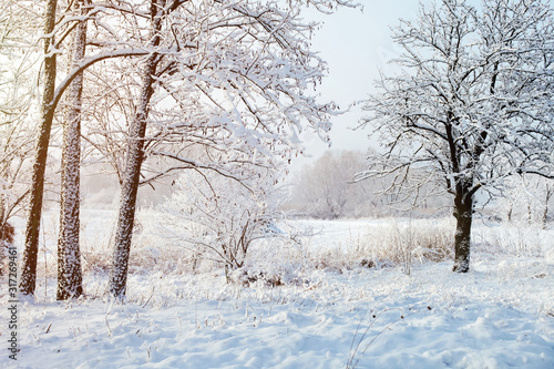 Sunny morning in the garden, beautiful winter landscape. There is fresh snow on the trees