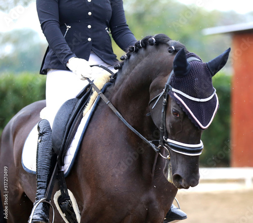 Dressage horse under saddle on equestrian event summertime