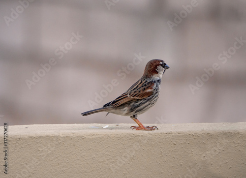 passer domesticus in a wall