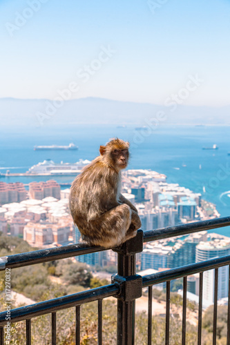 Gibraltar, UK - August 16, 2019: view on the Big Rock mountain with visitors Monkey on panoramic view on the Gibraltar harbor at sunny summer weather © STUDIO MELANGE