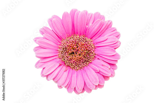 Fresh pink Gerbera flowers isolated on white background. Save with clipping path