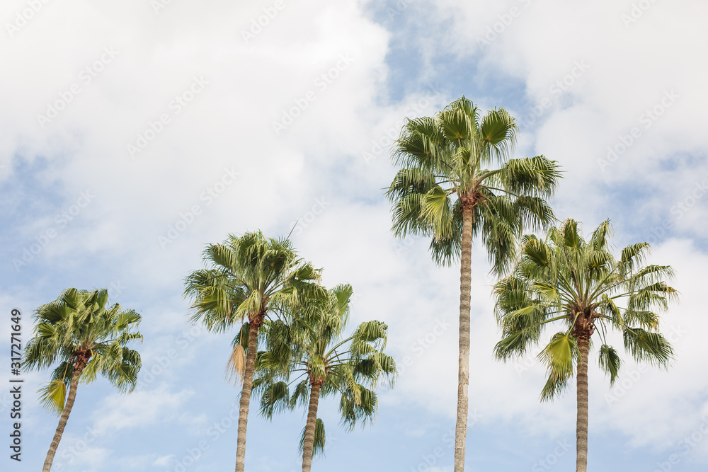 Fototapeta premium Palm Trees with Blue Sky Background