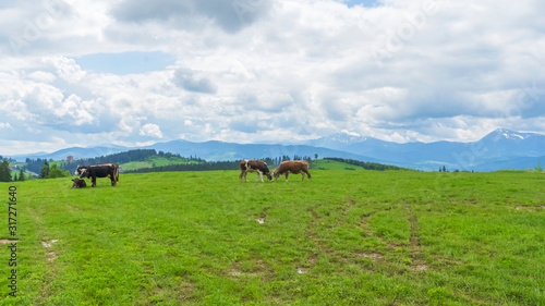 Wallpaper Mural Idyllic landscape in the mountains with cows grazing in fresh green meadows, typical farmhouses and snowcapped mountain tops. Agriculture concept. Torontodigital.ca