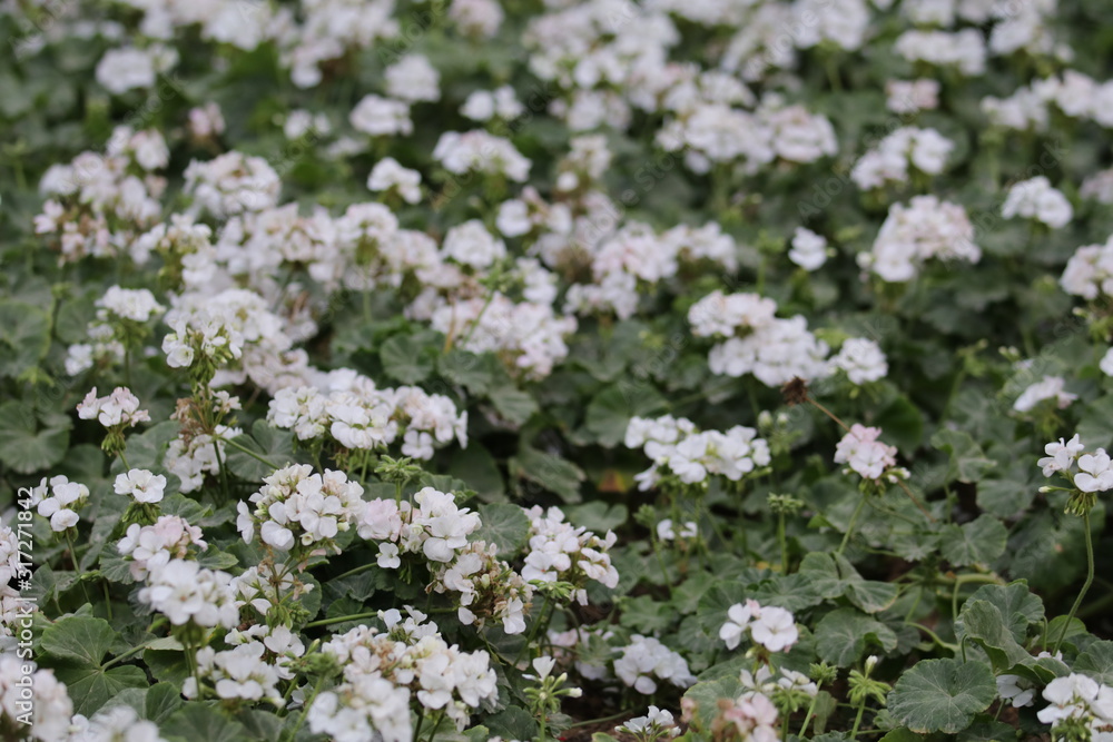 white flowers in garden