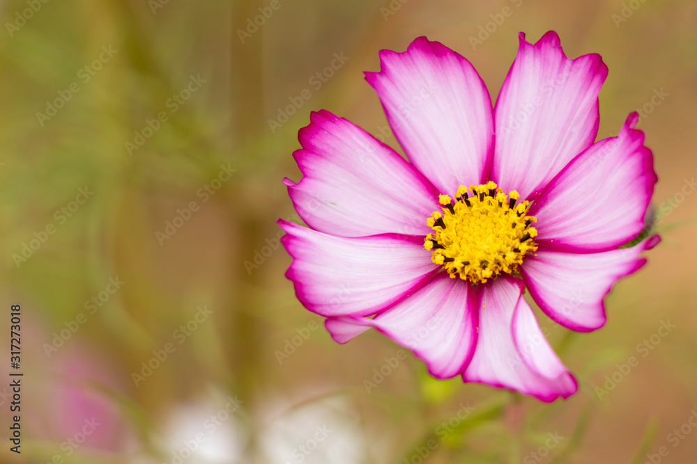 Beautiful pink and white color cosmos flower background