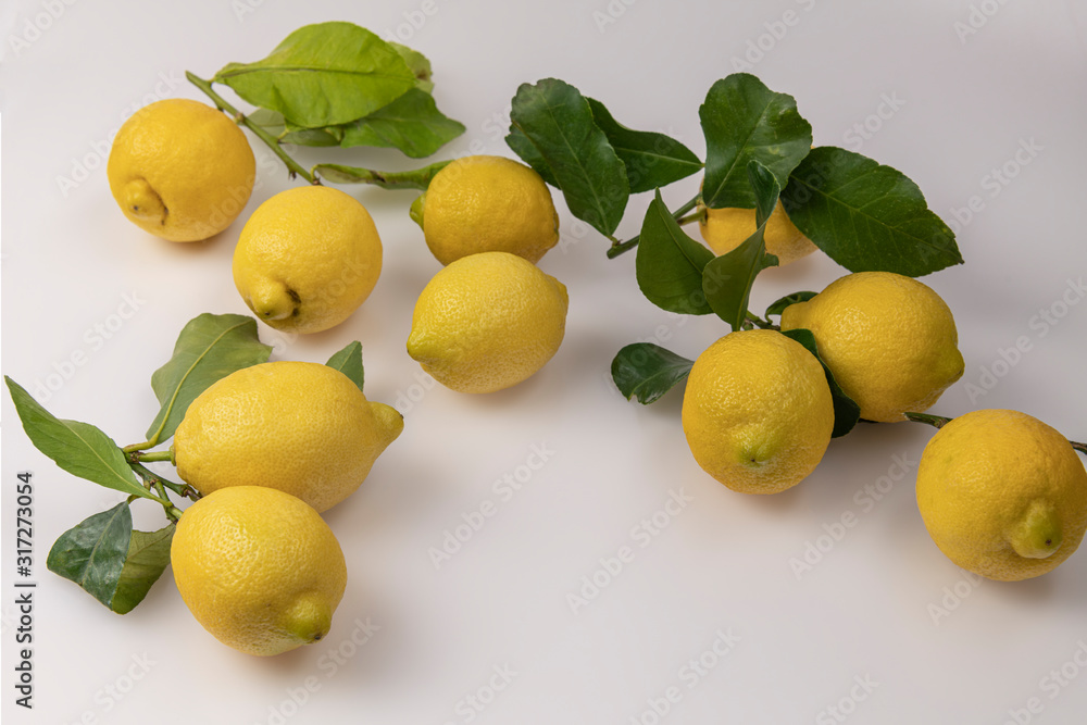 Ripe yellow lemon fruit lays on a twig of lemon tree with fresh green leaves, isolated on white background