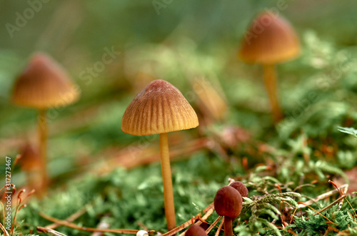 Mushrooms and mosses © nekrasov50