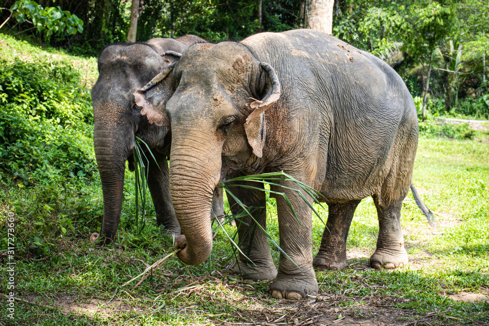 Fototapeta premium Two Elephants Standing Together Eating