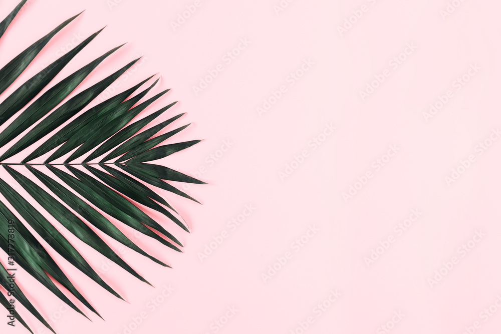 Fototapeta premium Summer modern composition. Tropical green leaves of palm tree on pastel pink background. Flat lay, top view, copy space