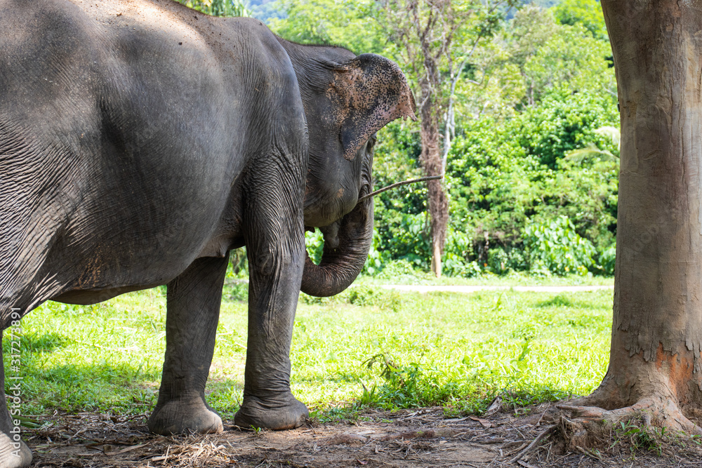 Obraz premium Asian Elephant Rear View