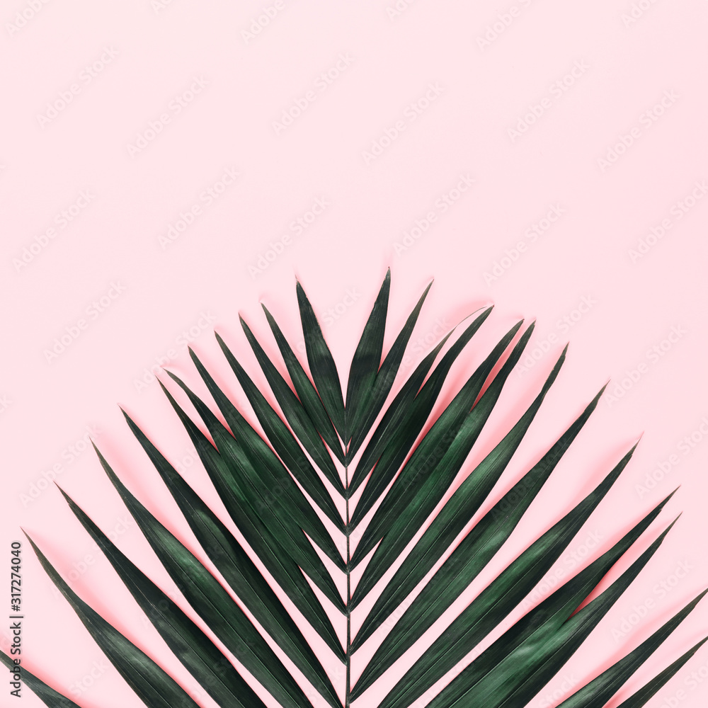 Summer modern composition. Tropical green leaves of palm tree on pastel pink background. Flat lay, top view, copy space Summer modern composition. Tropical green leaves of palm tree on pastel pink background. Flat lay, top view, copy space