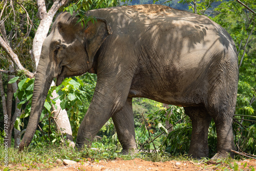 Asian Elephant Profile View